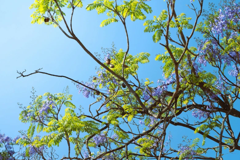 a tree nch with yellow and purple flowers and a small blue sky in the background