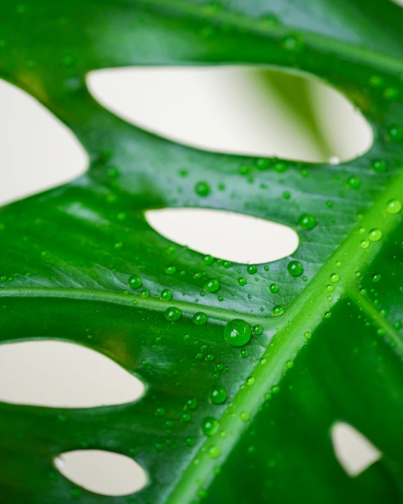 a green plant leaf with drops of water on it