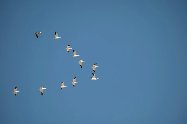 flock of birds flying together in a formation