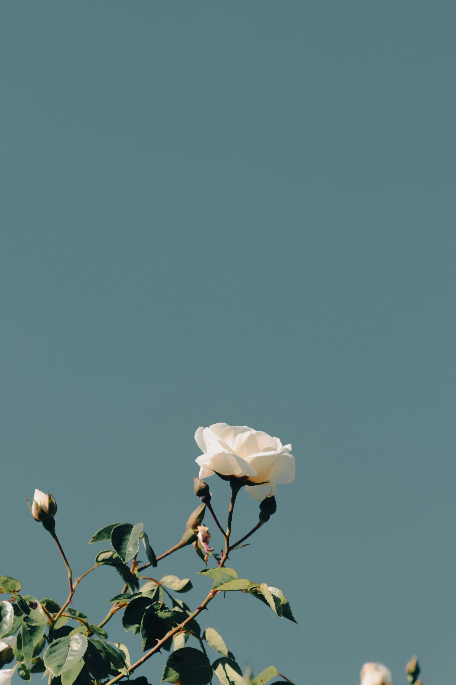 a white flower and a nch with green leaves