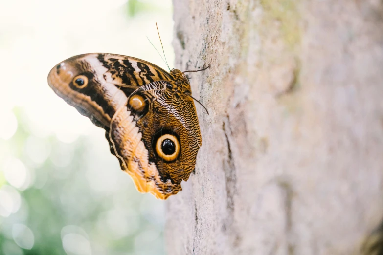 a erfly with brown and white feathers is perched on a rock