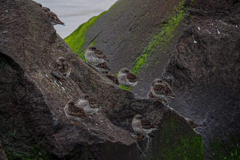 small birds perched on the top of some rocks