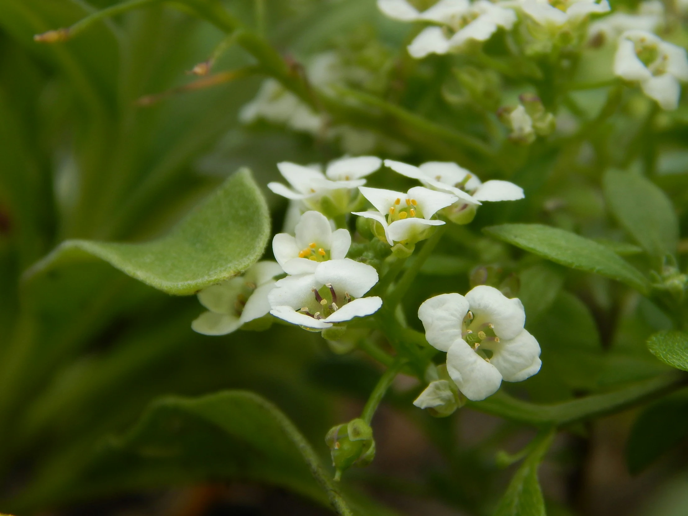 a bunch of small white flowers sitting next to each other