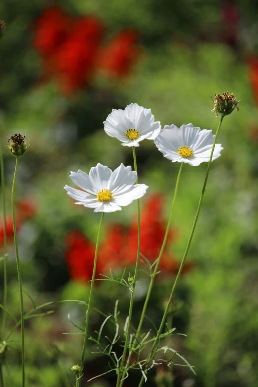 three white flowers growing in an empty garden