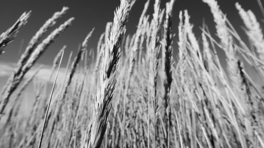 tall grass with very thin growth against the sky