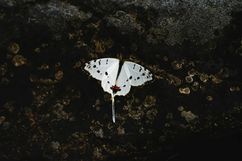 an image of a erfly with spots on it's wings