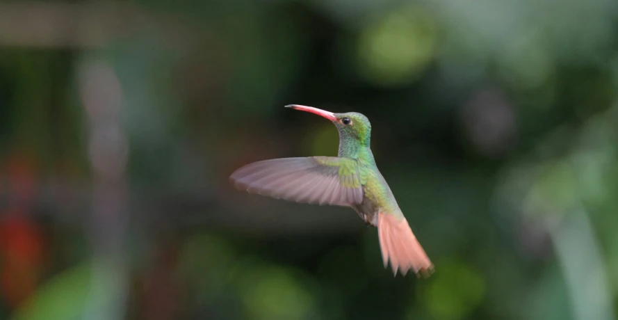 a humming bird is flying through the air