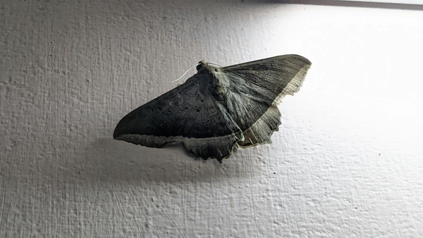 an moth sitting on top of the side of a white wall