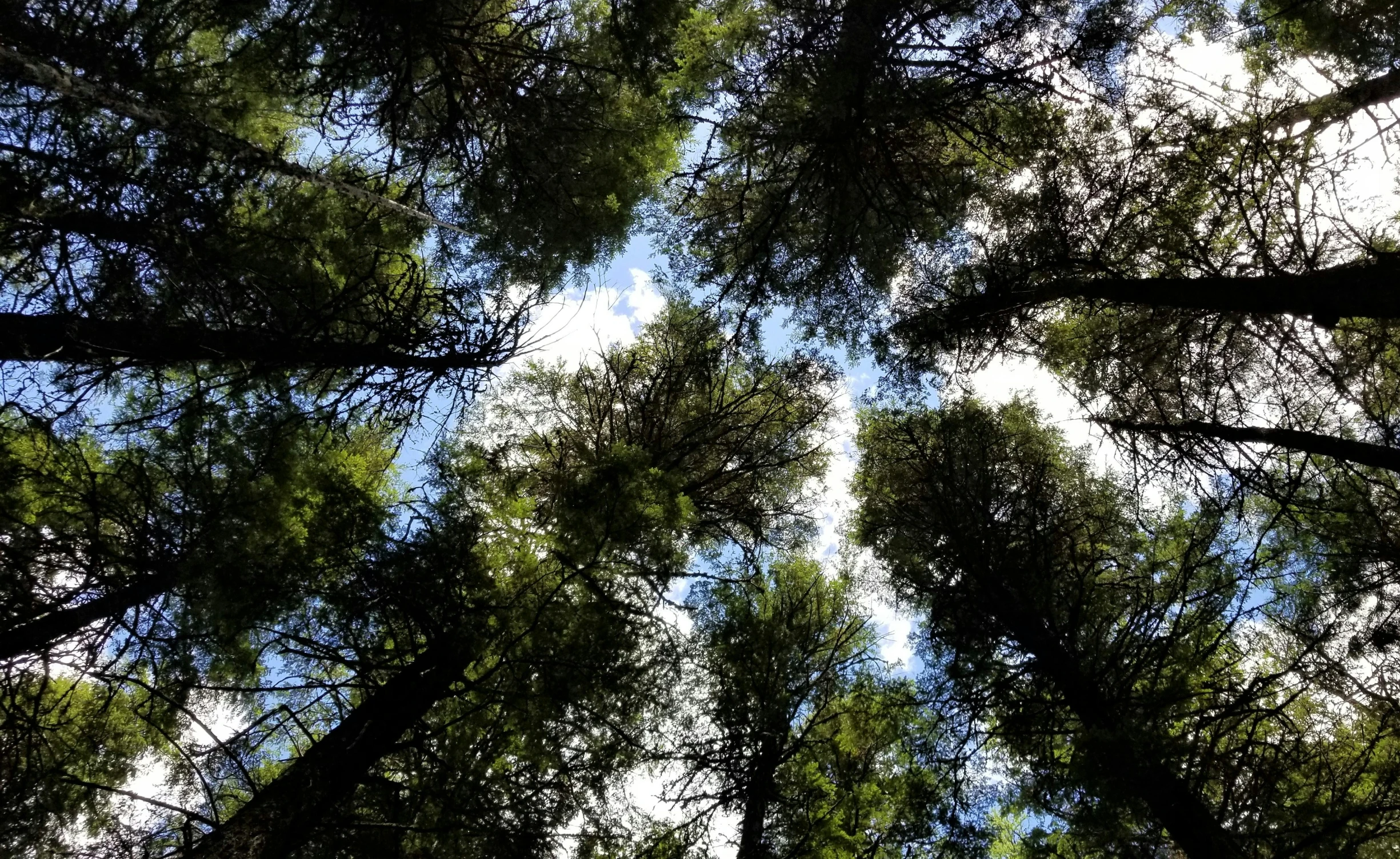 the tall trees are all upward on the clear day