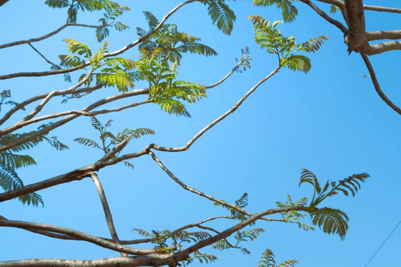 a bird sitting on a tree nch on a sunny day