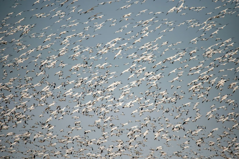 a large flock of birds flying through the sky