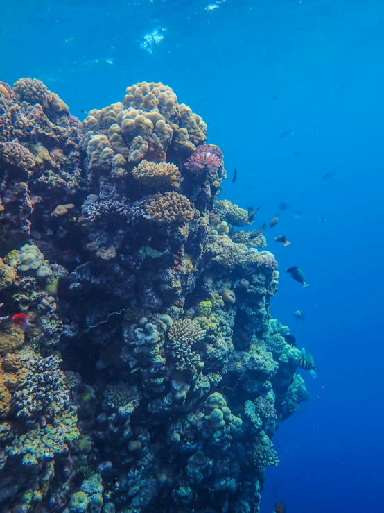 a scuba s of many fish on a coral reef