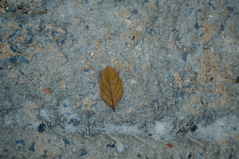 an orange leaf laying on a ground with other rocks in the background