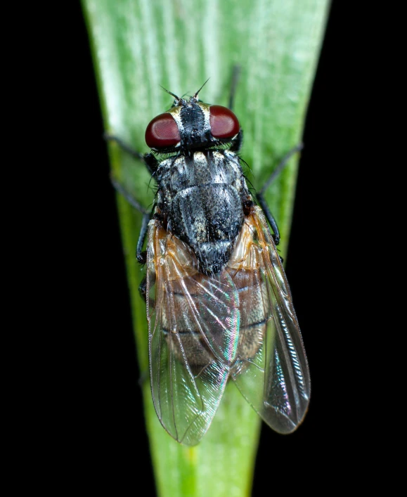 two flys sitting on top of a green leaf