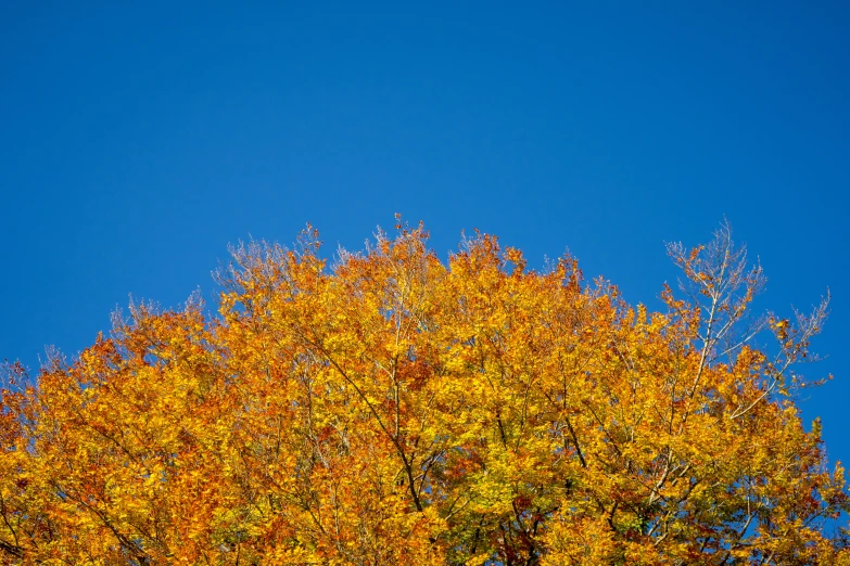 autumn leaves in color on trees against a blue sky