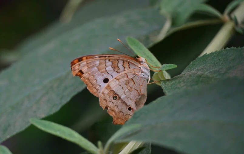 a moth sitting on a leaf that is brown and has brown spots