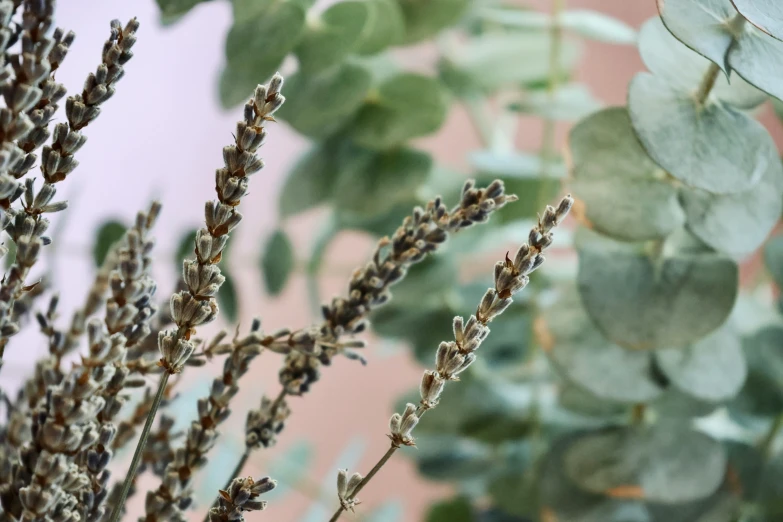 a close up s of a small bush next to a large nch