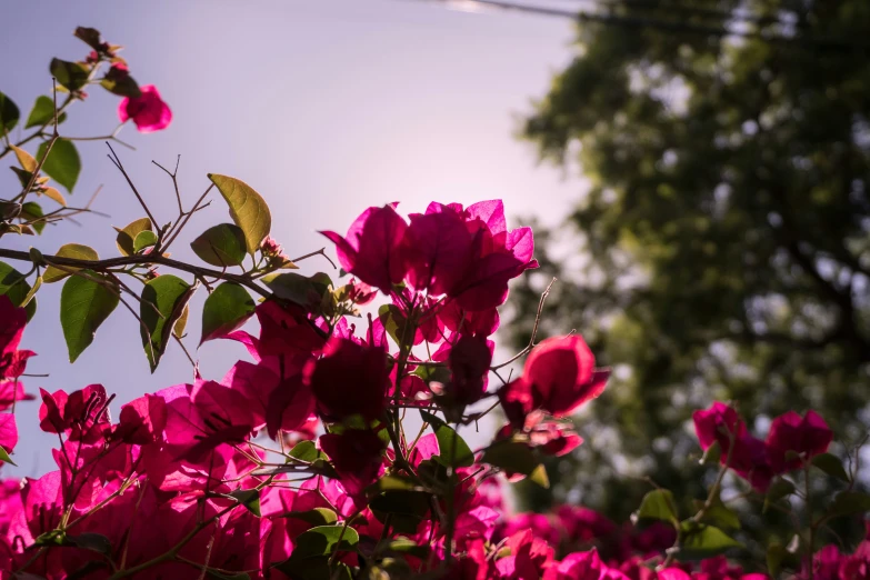 pink flowers growing against the sky on a sunny day