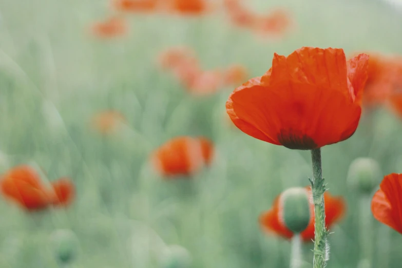 a poppy field with the flower in bloom