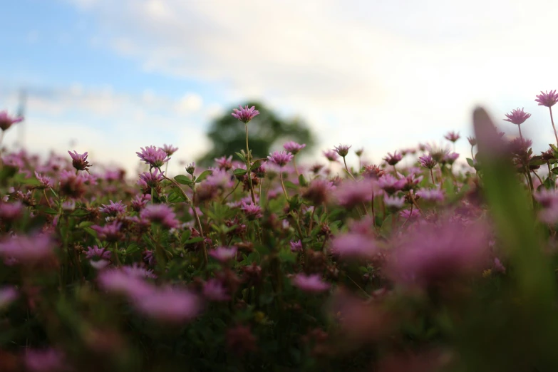 some pink flowers in a very large field