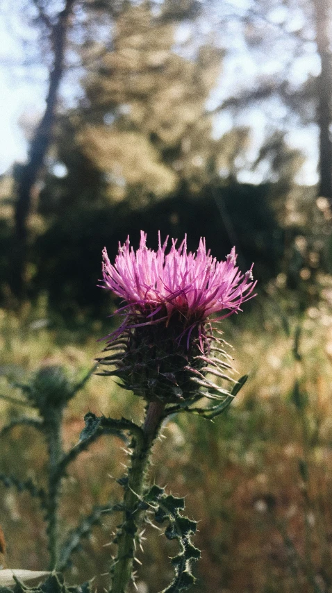 a close up of a flower in a field