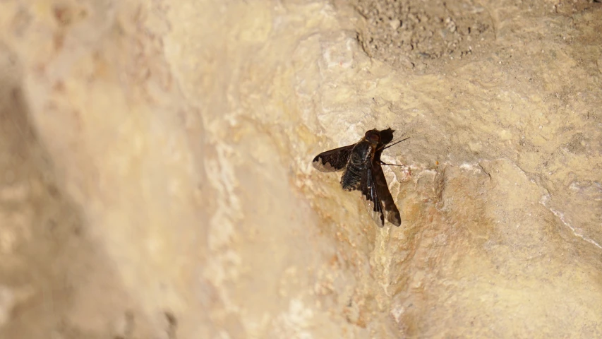 a large black moth is climbing up the side of a wall