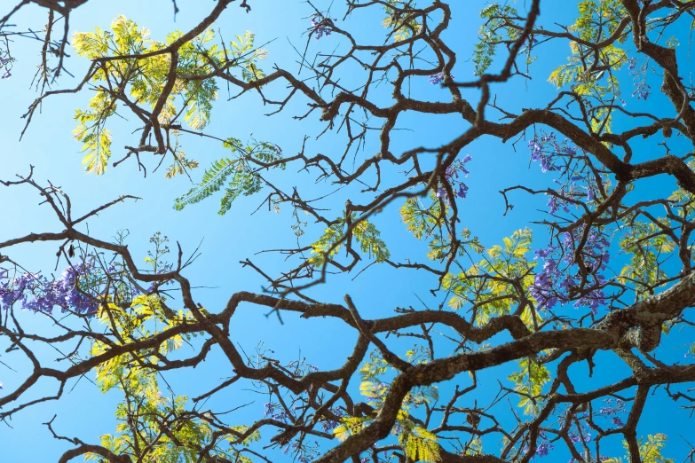 the leaves and nches of a large tree