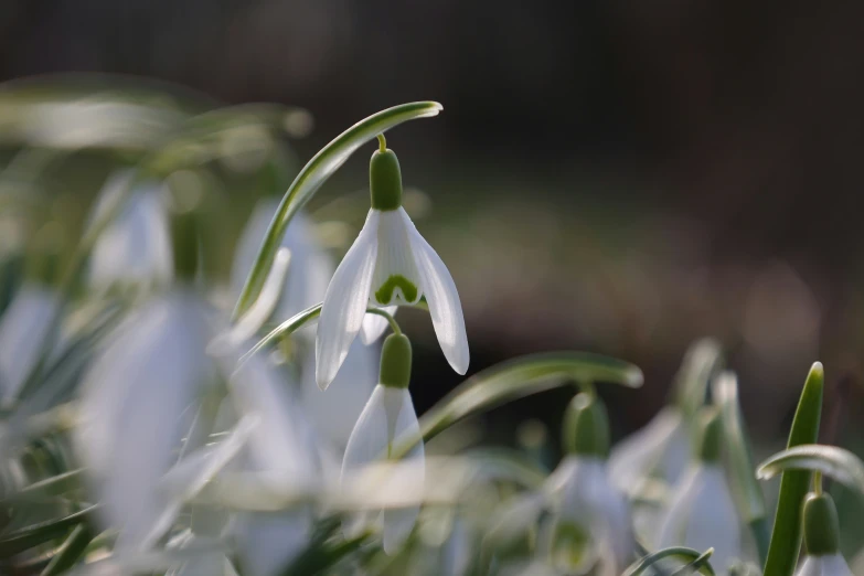 there are two flower stems that have white flowers in them