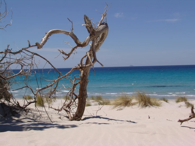 the driftwood is covered in snow near the beach