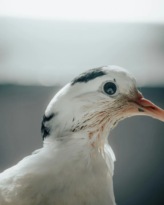 a white and black bird standing in the snow