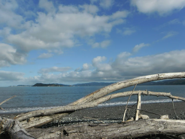 an old tree nch leaning on the shore of the ocean