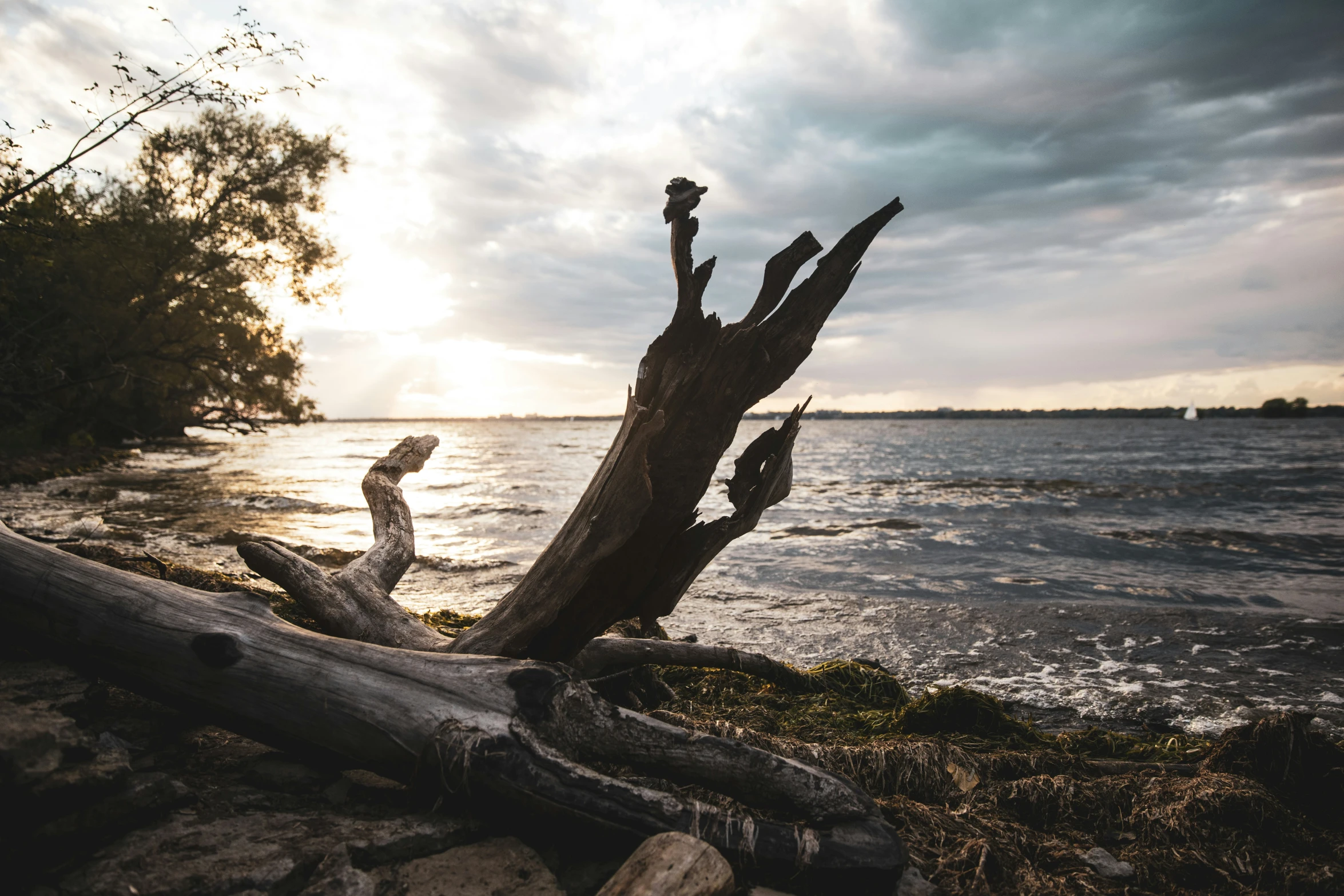 a piece of wood sitting on the beach next to a body of water