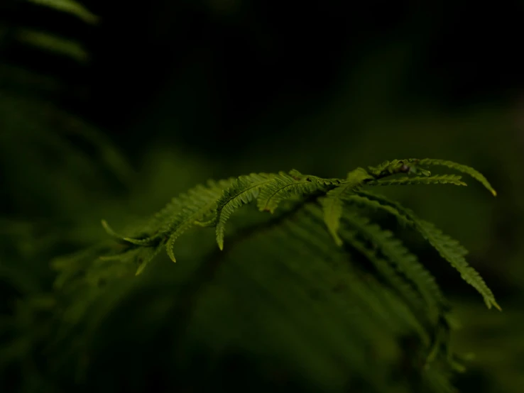 a green plant in the dark with small dots on it