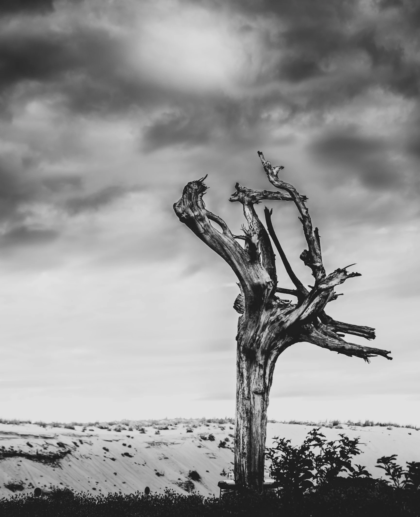 a tree standing in the sand with dark clouds