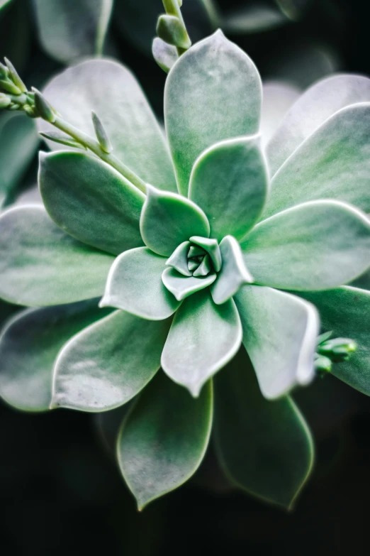 small green plant with long thin leaves