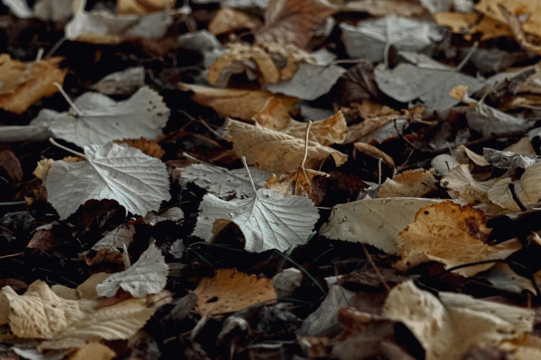 small leaves scattered over the ground of a wooded area