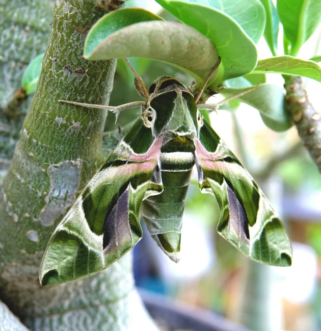 a small green insect with white spots on the leaves