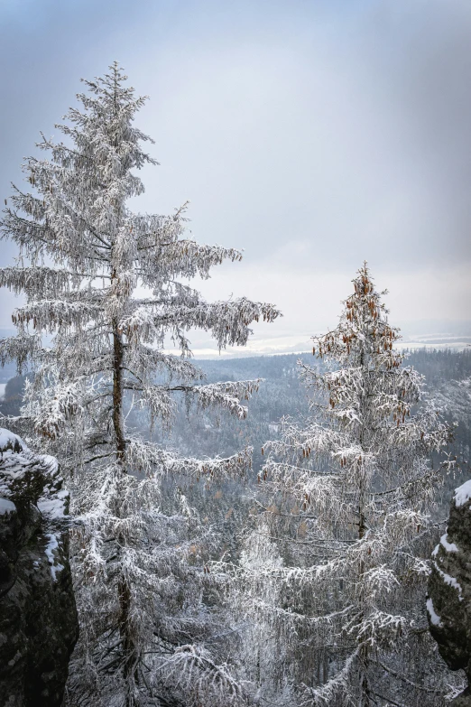 a lone fir standing on a snowy hillside