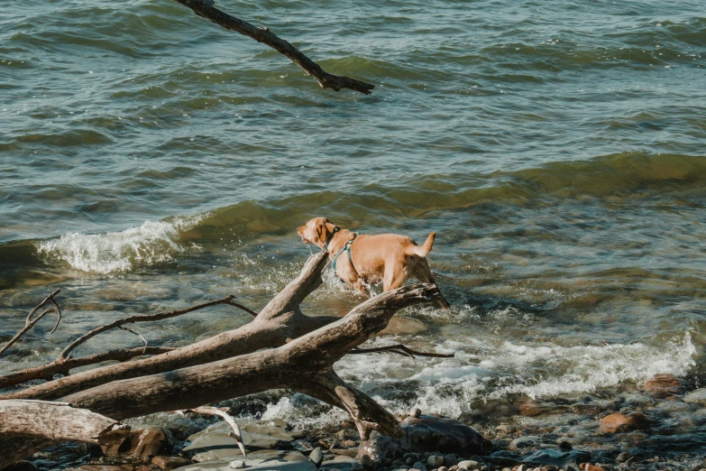 a dog climbing on top of a large fallen tree
