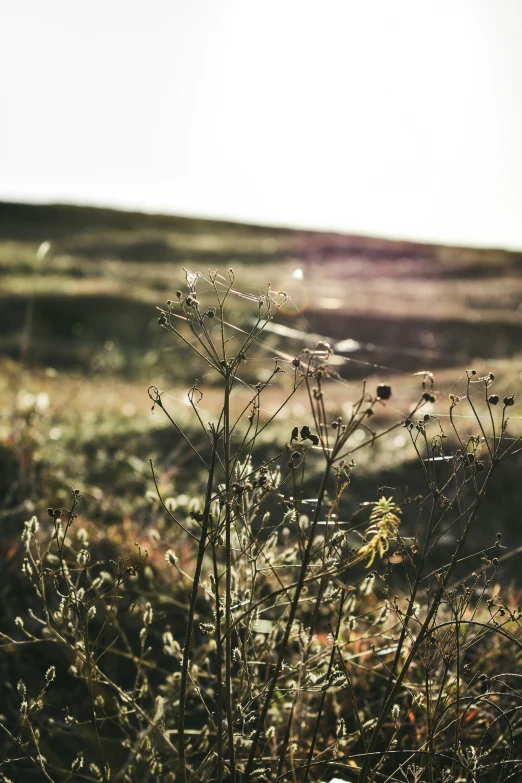 a grassy area with weeds and plants in it