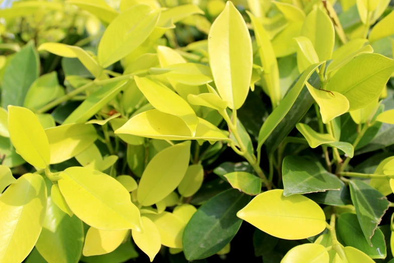 closeup of the leaves of a shrub