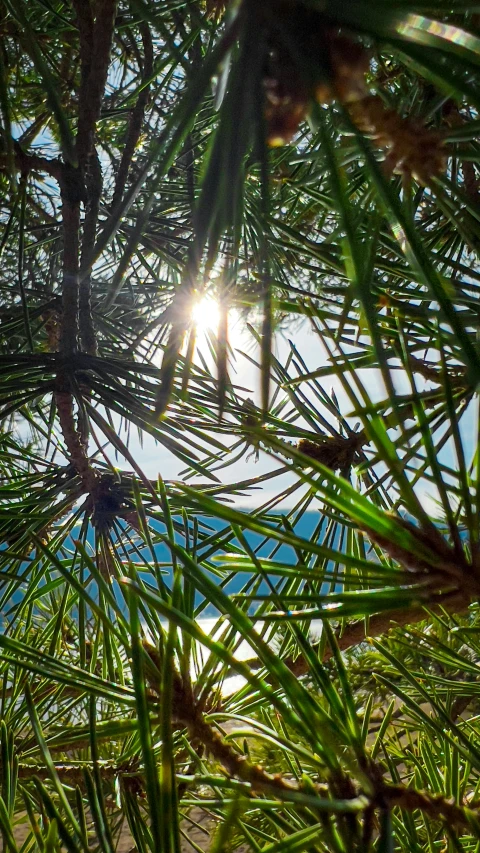 a view of a beach through the palm trees