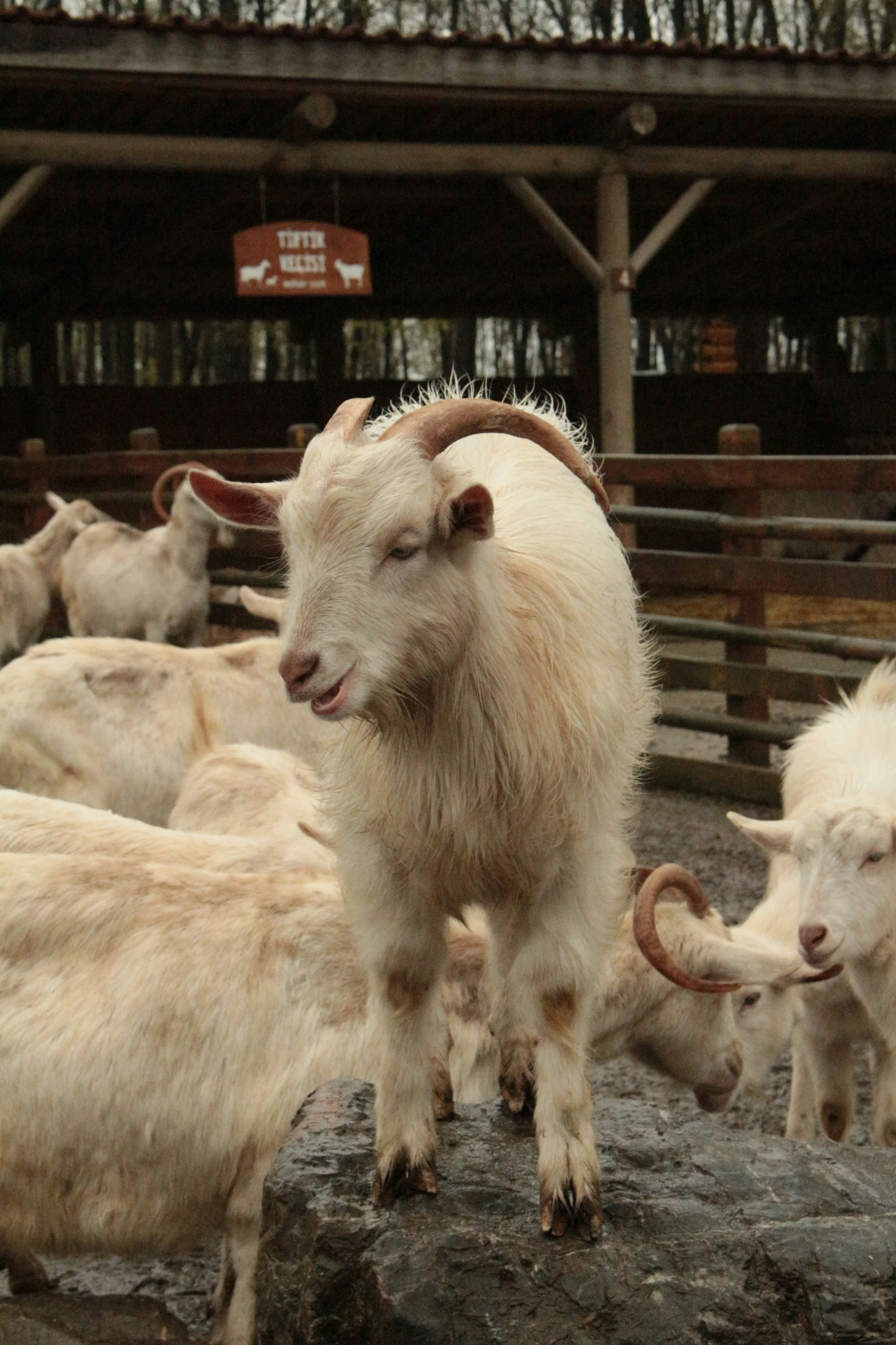 goats with horns stand near each other on some rocks