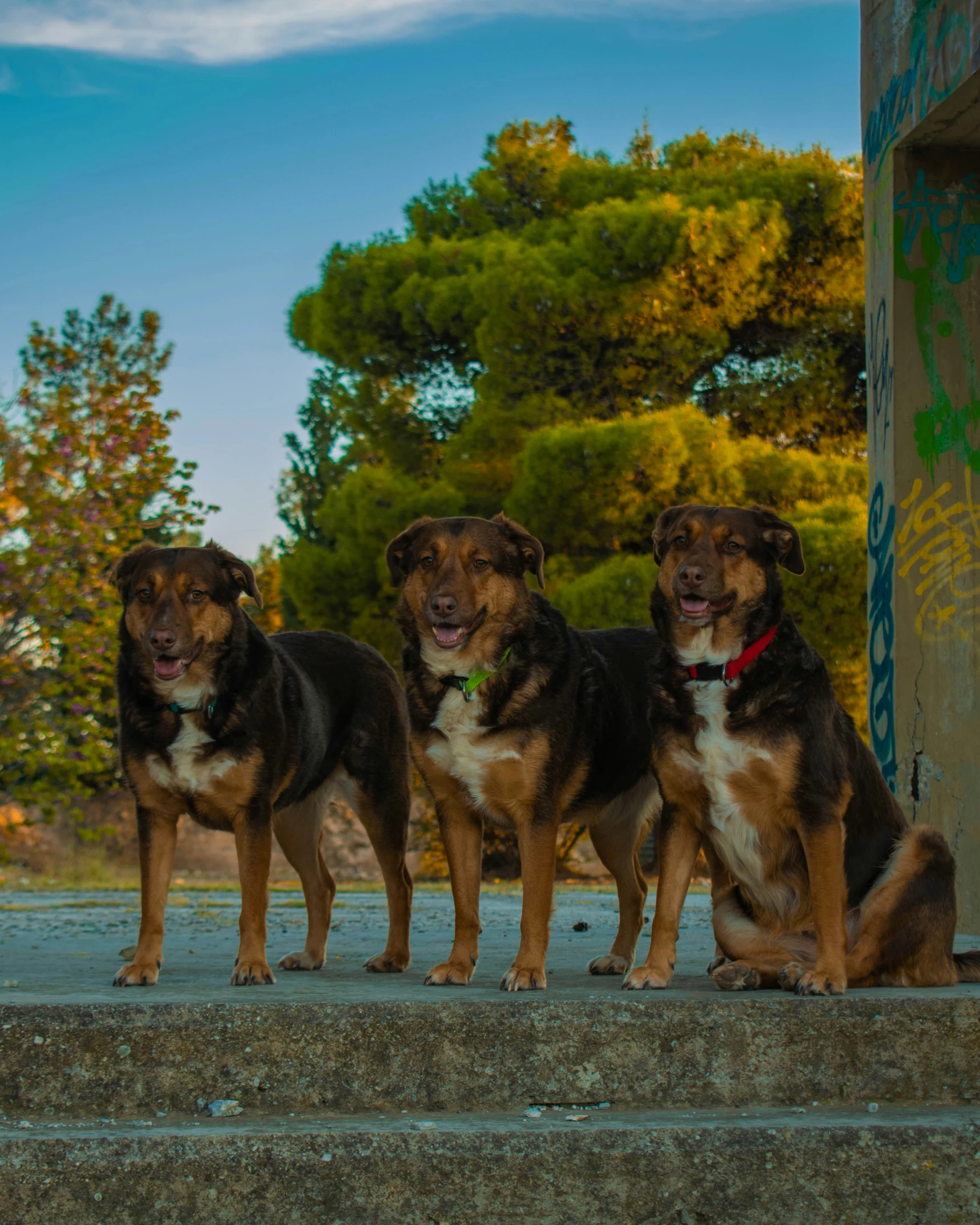 four dogs are sitting on concrete steps with trees in the background