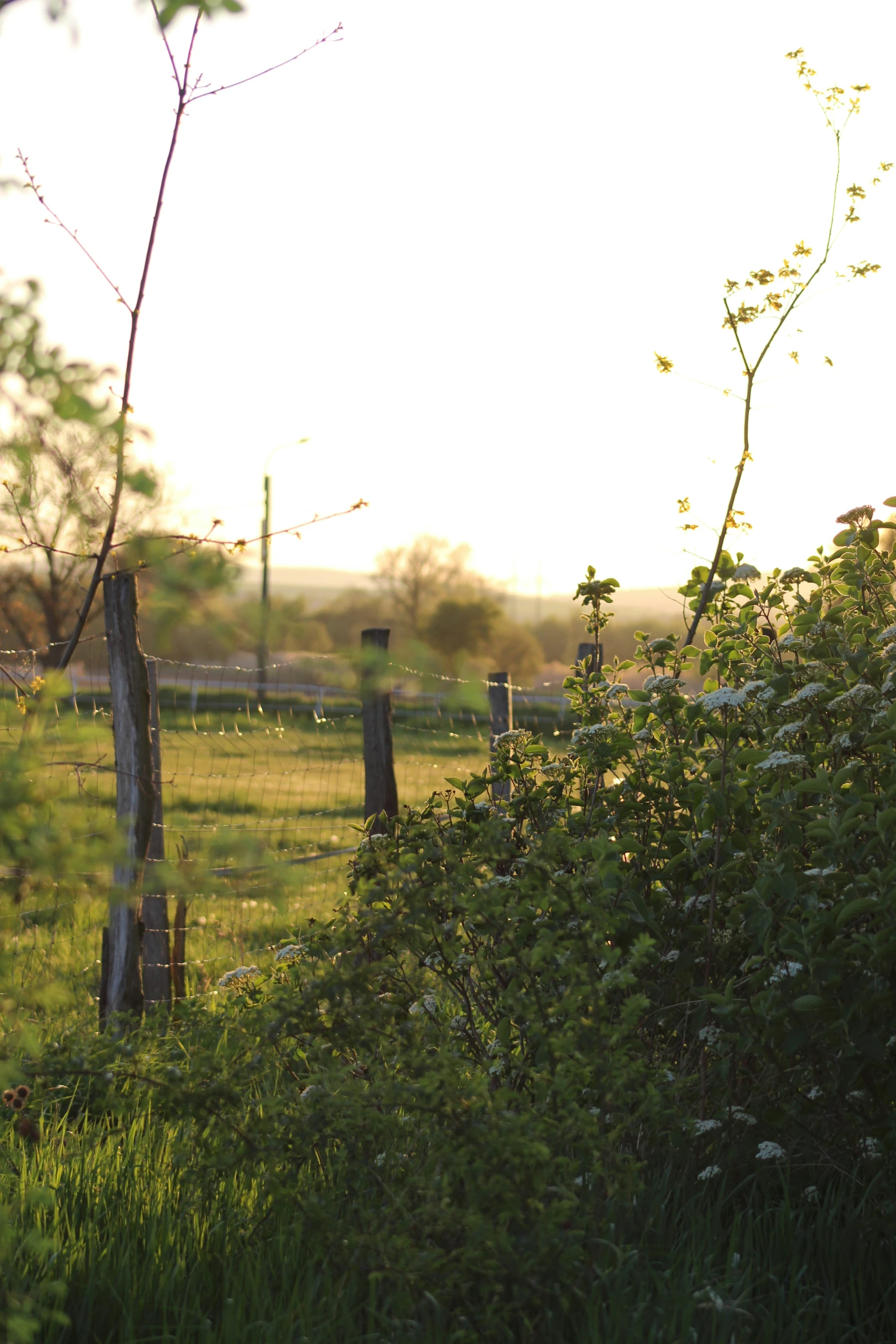 an animal is standing on the grass next to some fences