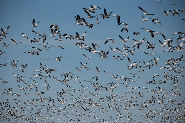 a flock of birds flying high up in the sky