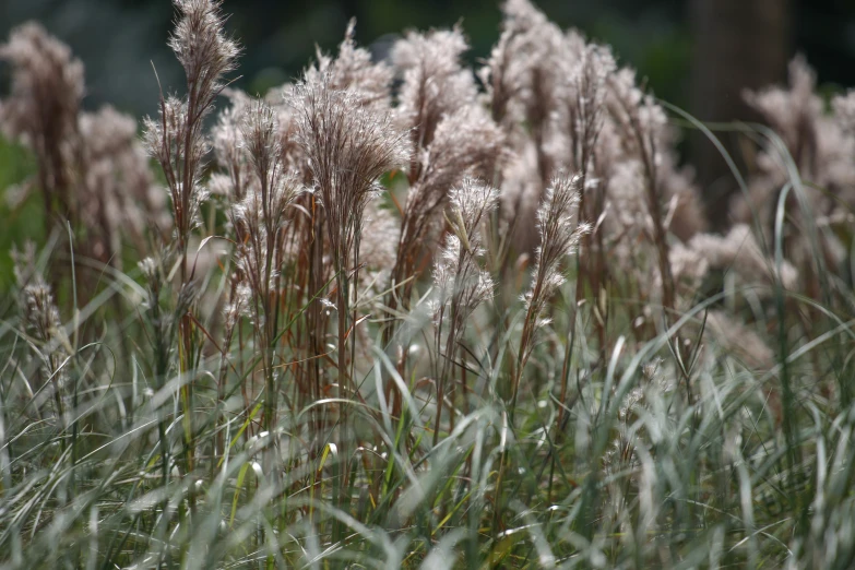 the tall grass is green and brown with no leaves