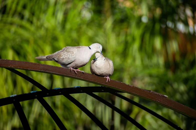 two birds sit on a metal and wood rail