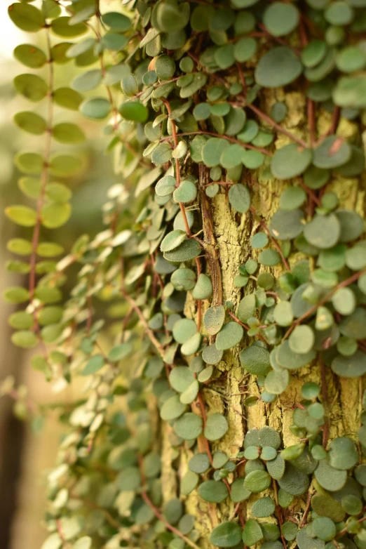 green plant on the side of a tree in the forest