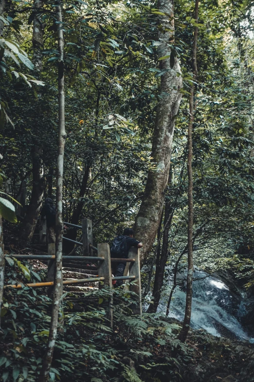 a forest has several stairs and trees